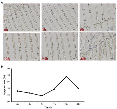 Characterization of p53 From the Marine Crab Portunus trituberculatus and Its Functions Under Low Salinity Conditions